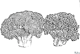 brocoli Coloriages À Imprimer